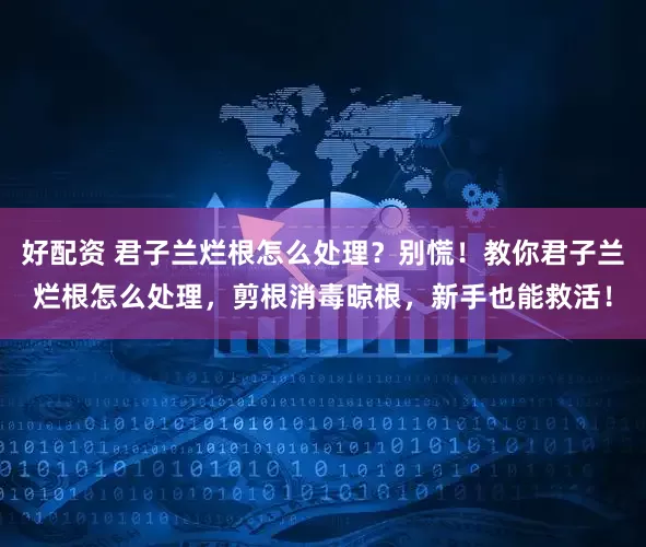 好配资 君子兰烂根怎么处理？别慌！教你君子兰烂根怎么处理，剪根消毒晾根，新手也能救活！